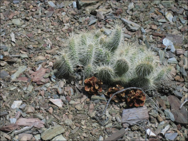 2006-04-30 DV (79) Cactus